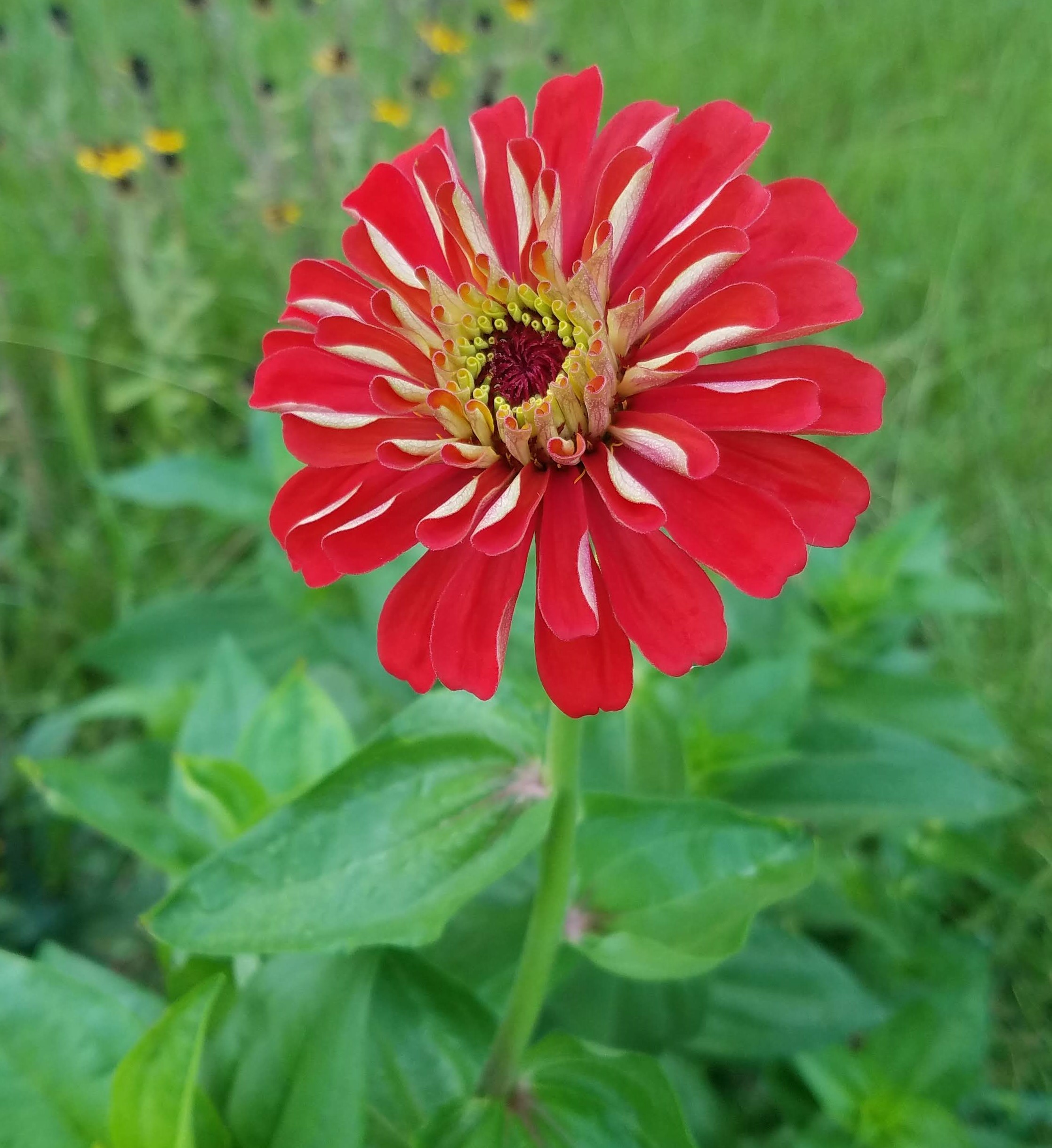 Plant zinnias now for fall color